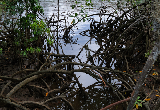 Daintree QLD 2024