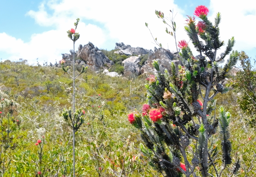 East MT Barren Fitzgerald River NP 2025