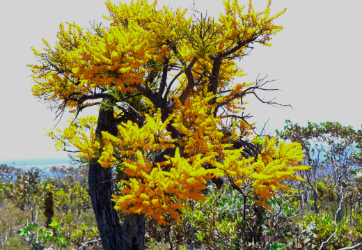 One Tree Hill FR NP 2025