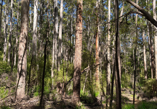 Walpole WA AU 2026