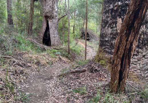 walpole-mtb.com