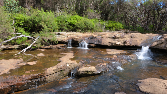 Budderoo National Park NSW AU Photos 1443