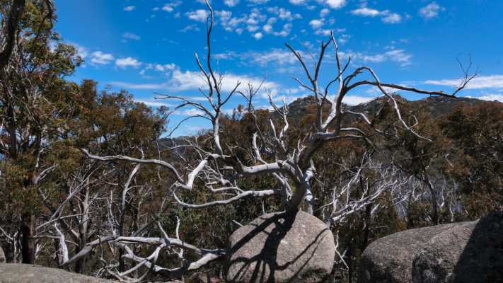 Mount Buffalo National Park NSW AU Photos 1359