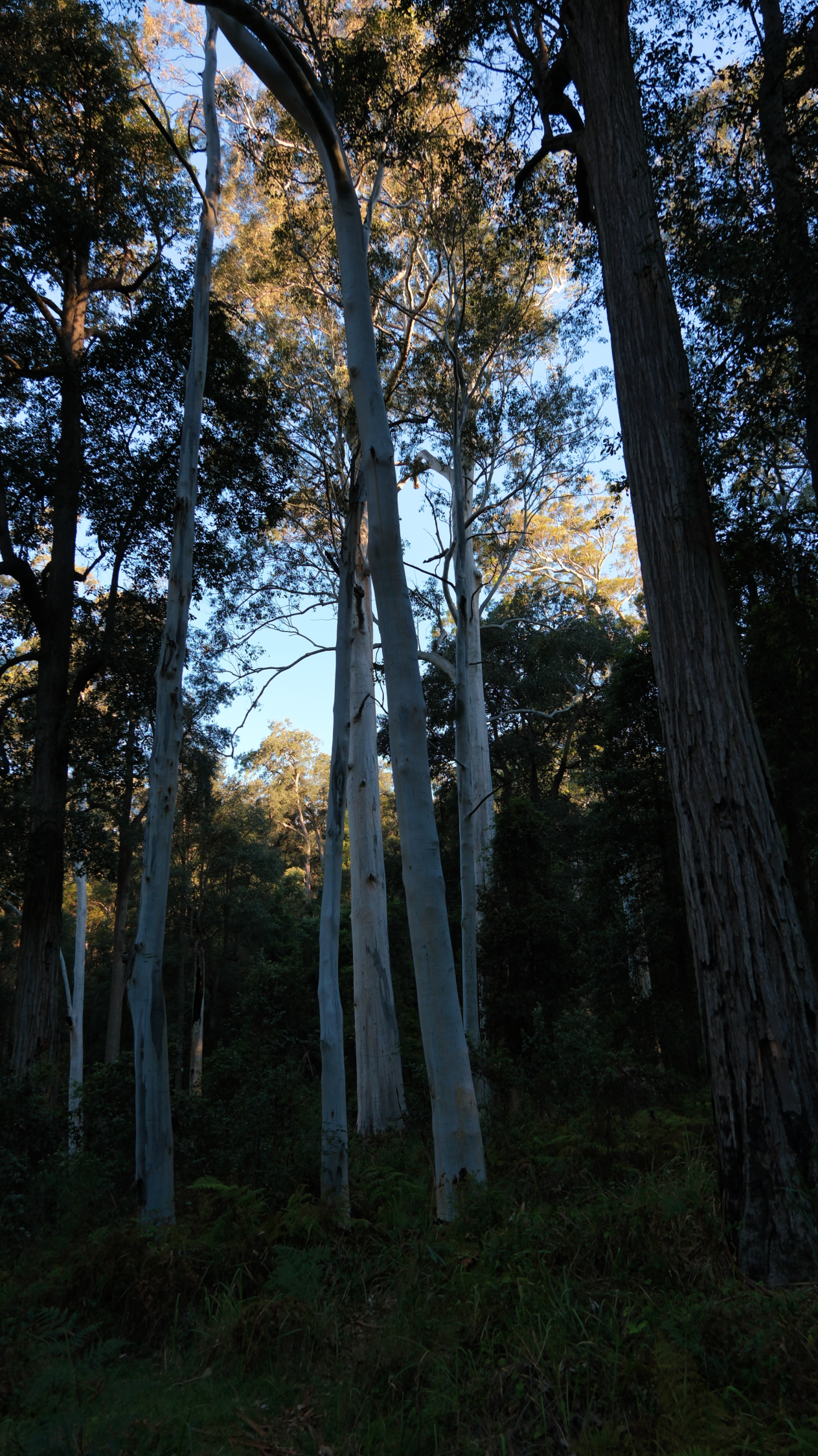Blue_Mountains_NSW_AU_Photos_1172.png