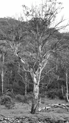 Kosciuszko National Park NSW AU Photos 1514