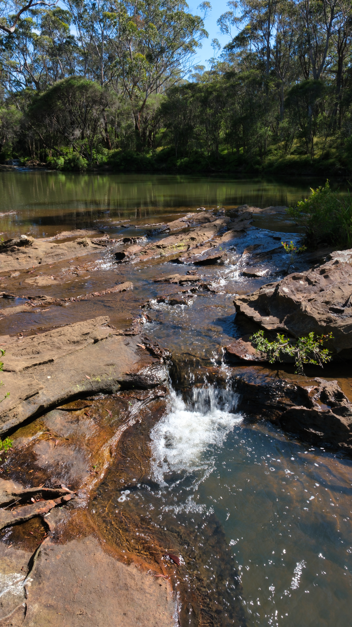 Budderoo_National_Park_NSW_AU_Photos_1295.png