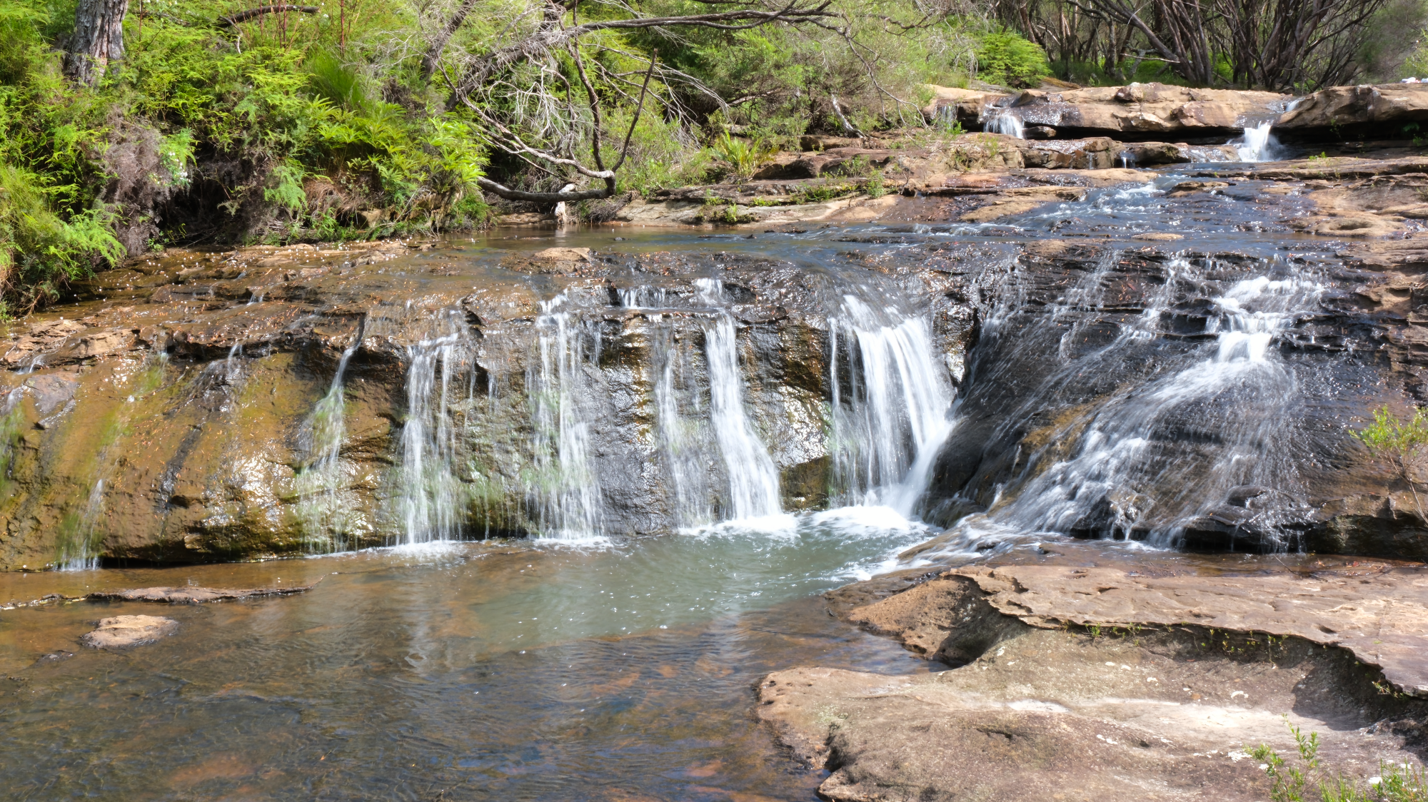 Budderoo_National_Park_NSW_AU_Photos_1419.png