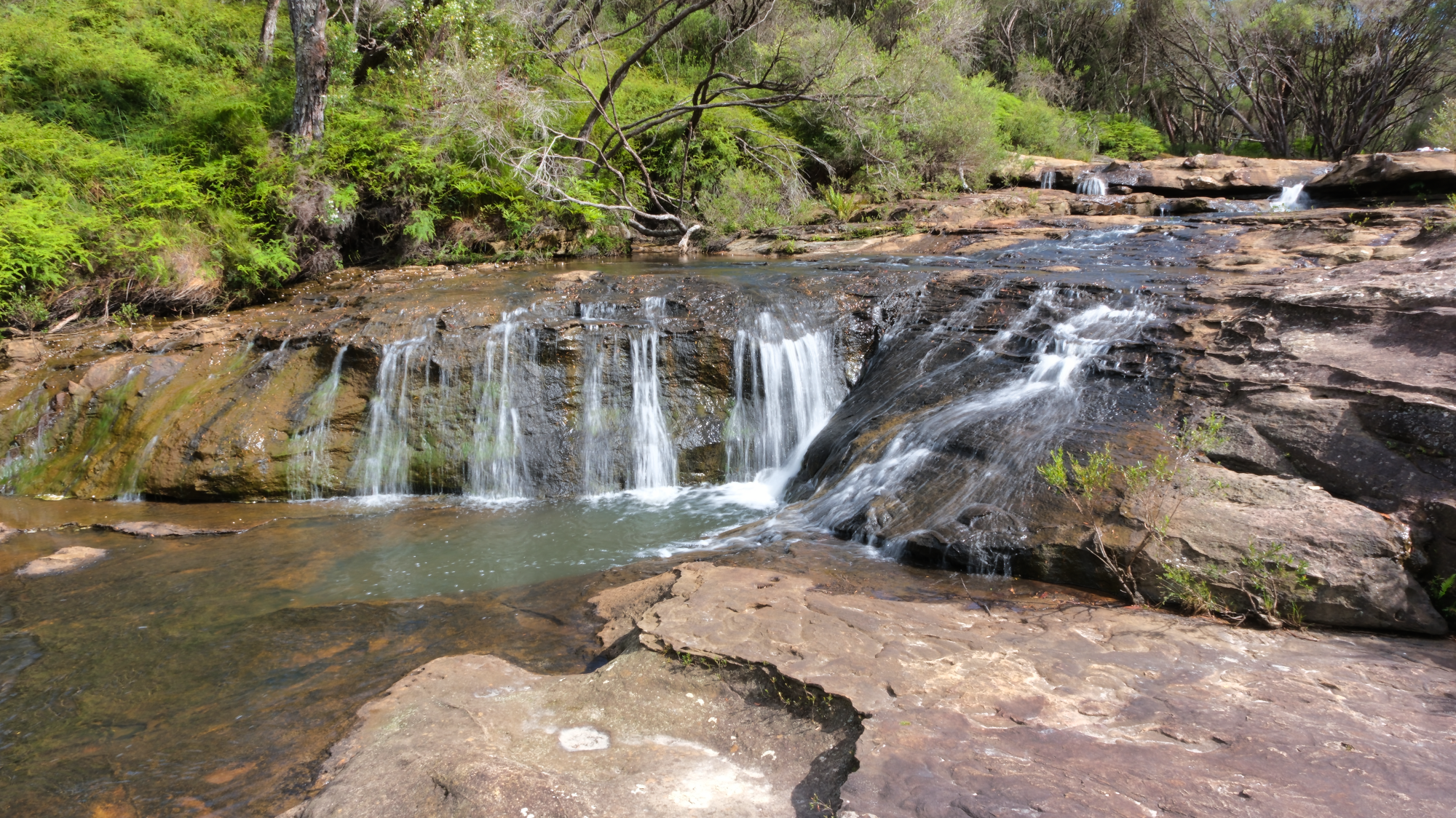 Budderoo_National_Park_NSW_AU_Photos_1421.png