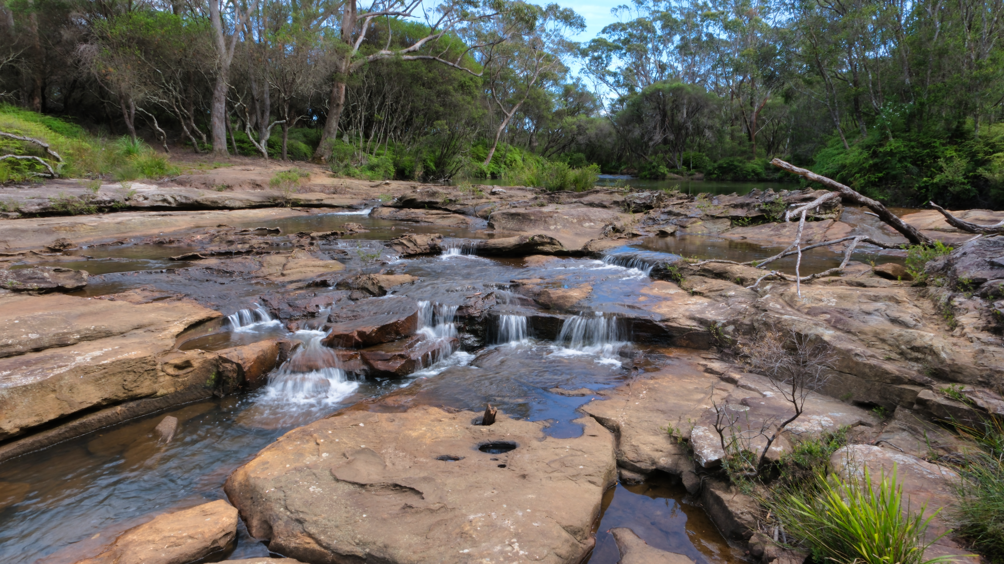 Budderoo_National_Park_NSW_AU_Photos_1467.png