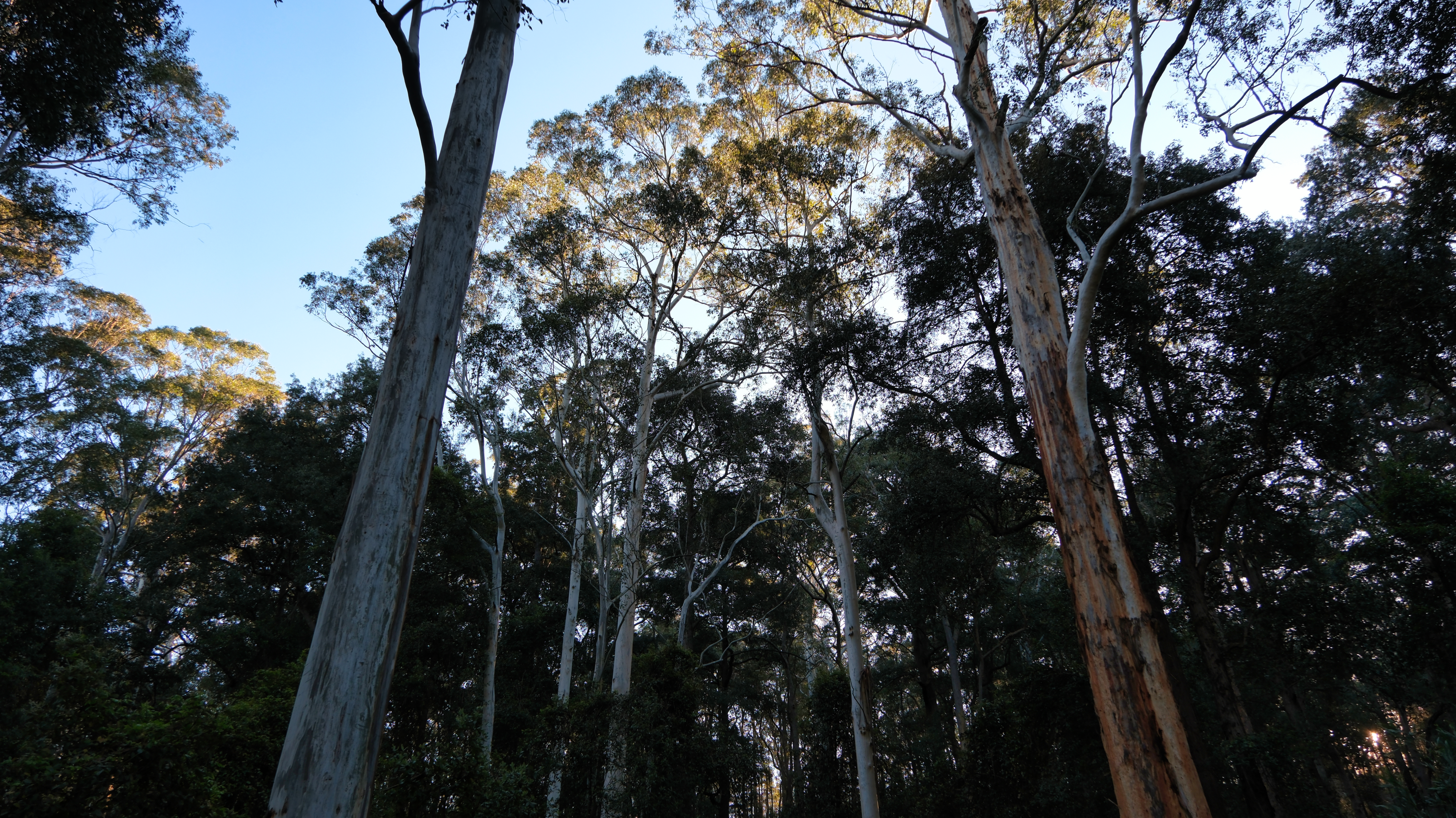 Blue_Mountains_NSW_AU_Photos_1174.png